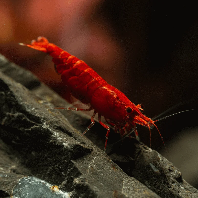 Cherry Shrimp Bundle